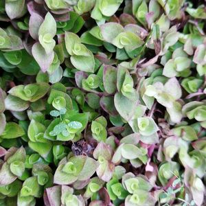 callisia repens hanging plants