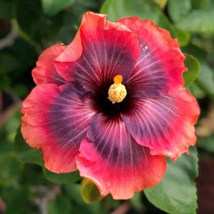 Taiwan Hibiscus Plant