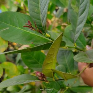 Myrrh lemon plant (gondhoraj lebu)