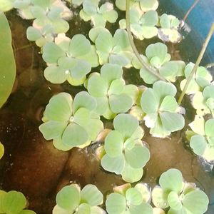 Water Floating Plant Shapling.