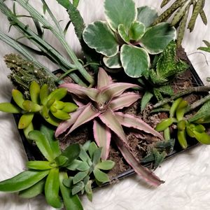 Assorted Secculents,1pc Cactus Included.