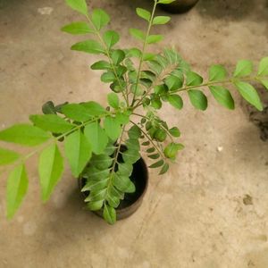 Combo Of 2 Curry Leaf And Tulsi Plant