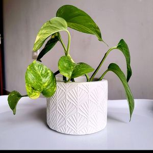 White Planter with Plant