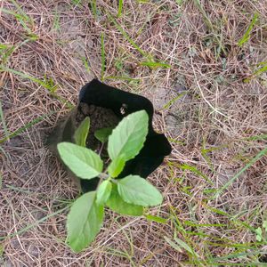 Tulsi Plant