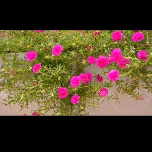 Pink...Red.. White...Moss Rose Plant