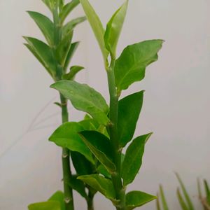 Stems Of Naagdon,Modern Plants Live Naagdon/Nagdon Medicinal Plant