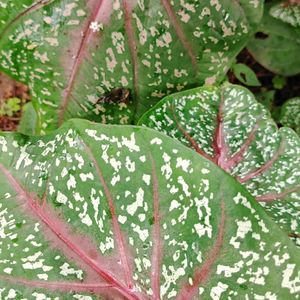 Bicolor Caladium