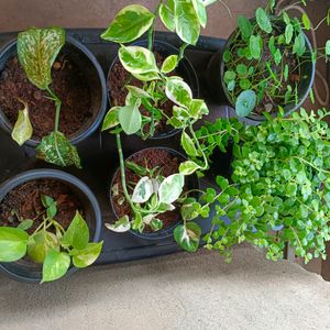 6 Plants In Combo