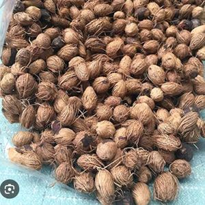 40 Areca Palm Seed To Grow