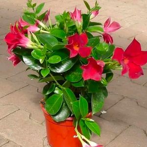 Combo Of 2 Color Mandevilla Flowering Plant