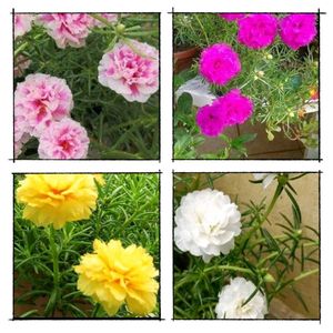 Offer 🎉 Combo Of 4 Portulaca 💐🌸🍀