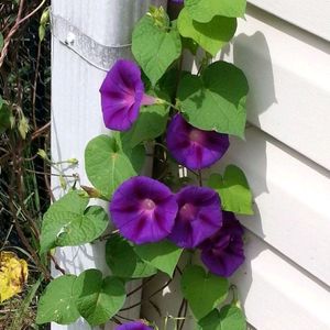 Morning Glory Flower Seeds