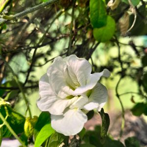 Double Petal Aparajita Plant With Seeds