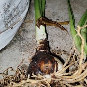 Starlily Flowering Plant Bulbs