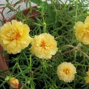 Portulaca Plants Multi Colour