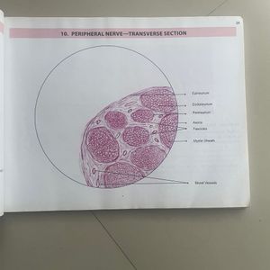 Anatomy Histology Practical Manual