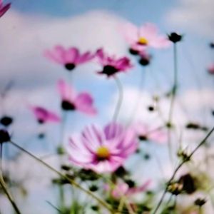 pink flower