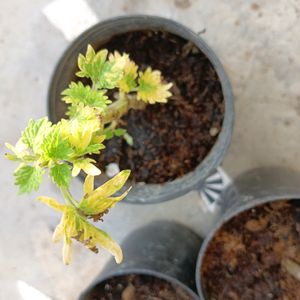 Coleus Live Plant