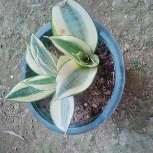 Sansevieria Hahnii Golden Snake Plant