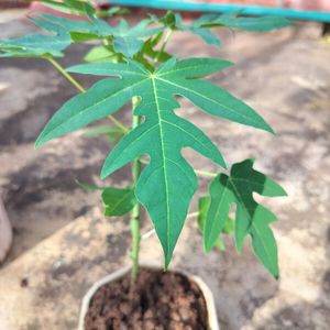 Healthy Papaya Plant