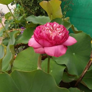 Lotus Tuber Live Plant