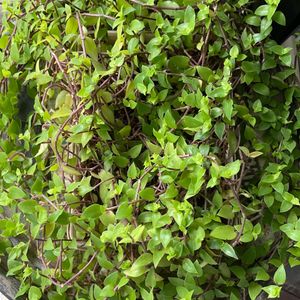 Turtle Vine And Tangled Heart Plant