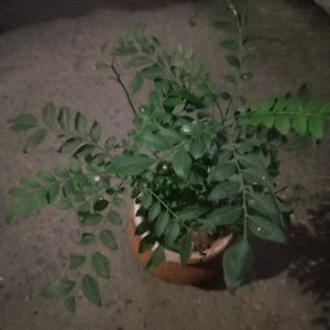 Curry Leaves Healthy Plant With Root