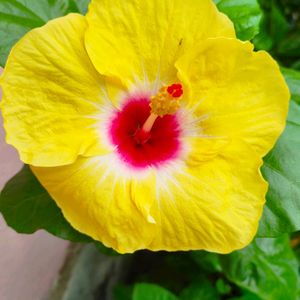 Hawaiian Hibiscus