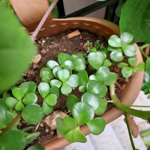 Jade Plant With Roots