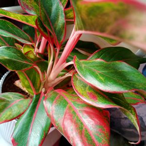 Aglonema Red Lipstick Plant