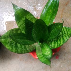 Combo 2 Variety Snake Draft Plant With Root