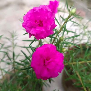 20🌸 Beautiful Pink Moss-rose purslane 🌸🌸