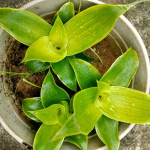 Basket Plant