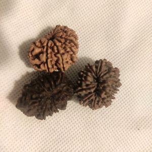 12 Mukhi Rudhrasha New From Nepal Orginal