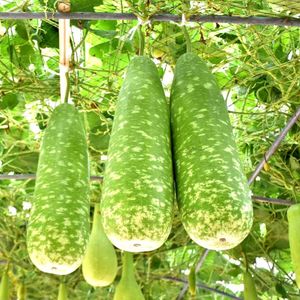 Bottle Gourd Long Dark Green लंबी लौकी के बीज