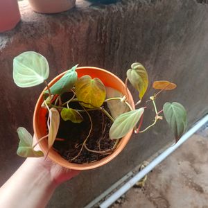 Red Emerald Philodendron Plant