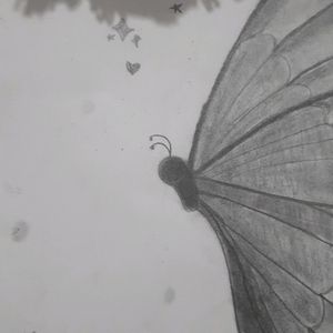 Beautiful Butterfly Drawing