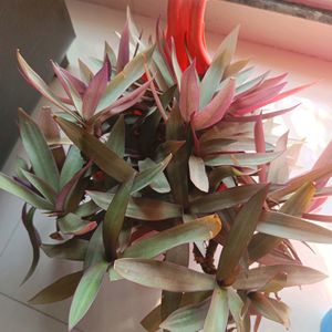 Moses In The Boat, Snake Plant And Seeds