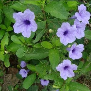 Ruellia Tuberosa Live Plant