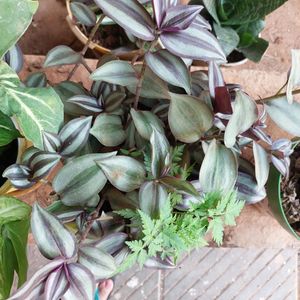 Wandering Jew