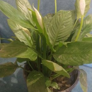 Peace Lily ( 1 Rooted and Healthy Plant)