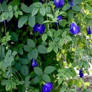 Butterfly Pea Flower Seed/ Sankupushpam