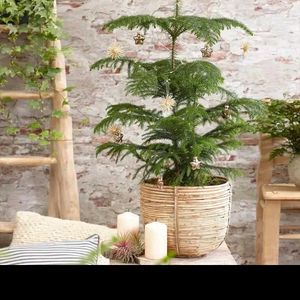 Chritsmas Plant Live  Indoor / Outdoor