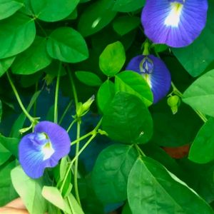 Morning Glory Mix Color High Quality Seeds