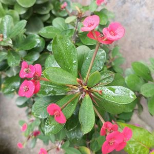 Purple Oxalis And Crown Of Thorns