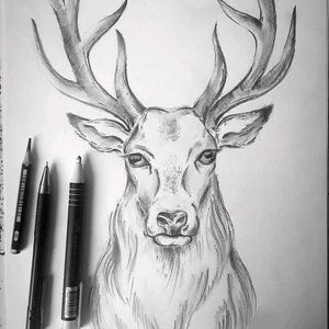 Deer Pencil Sketch