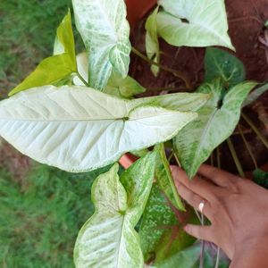 Plant - Syngonium.Green N White Variety