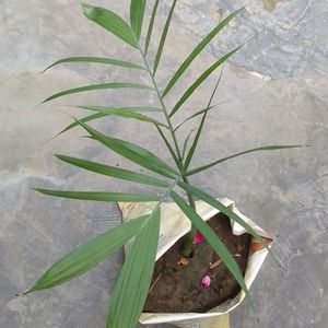 Bamboo Palm Plant (Chamaedorea Seifrizii)