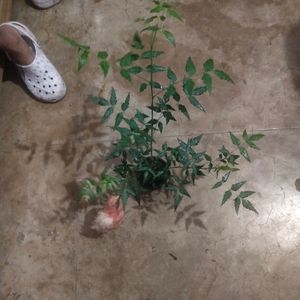 Live Healthy Neem Plant With Pot