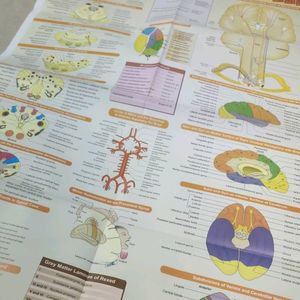 BD Chaurasia Neuroanatomy Ninth Edition